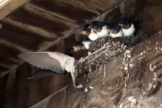 天涯爆料燕子最新一期,燕子最新一期揭秘惊人内幕 第3张 天涯爆料燕子最新一期,燕子最新一期揭秘惊人内幕 第3张