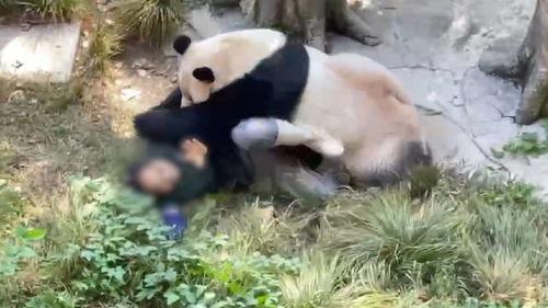 熊猫岁岁视频爆料,揭秘娱乐圈幕后真相