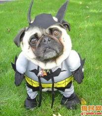 巴哥爆料角色视频大全,角色视频大全精彩瞬间大盘点 第3张 巴哥爆料角色视频大全,角色视频大全精彩瞬间大盘点 第3张